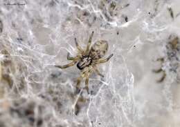 Image of false wolf spiders