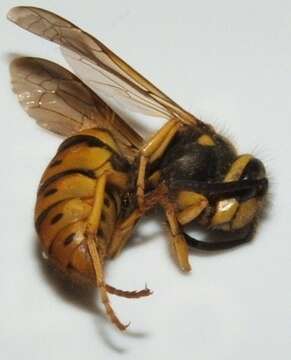 Image de Vespula maculifrons (Buysson 1905)