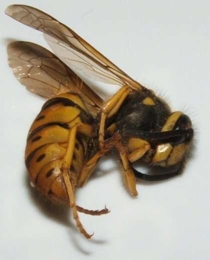 Image of Yellowjackets