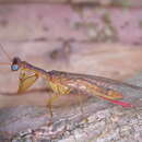 Image of Campion rubellus Navás 1914