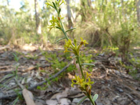 Image of Pimelea curviflora R. Br.