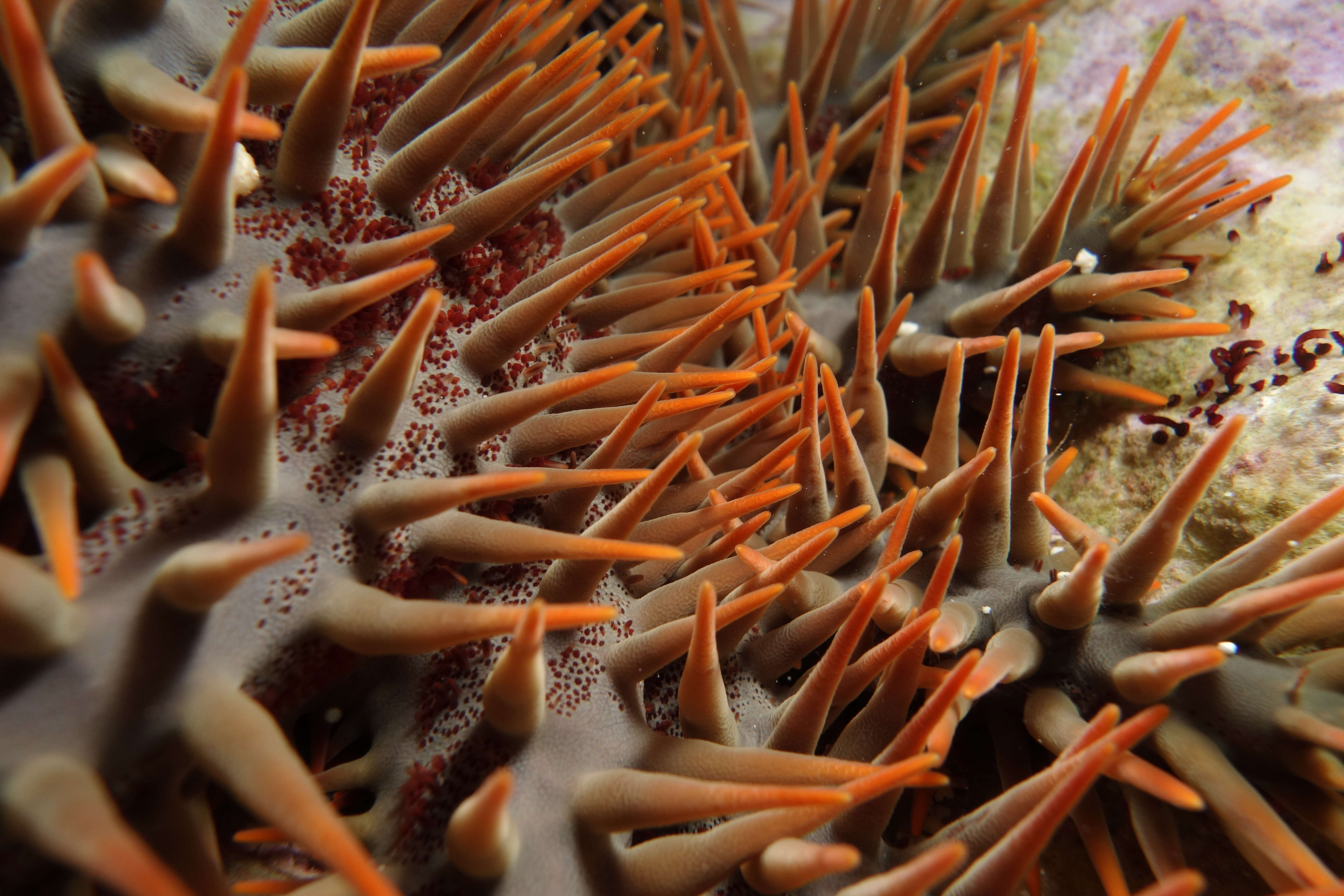 Image of crown of thorns starfish