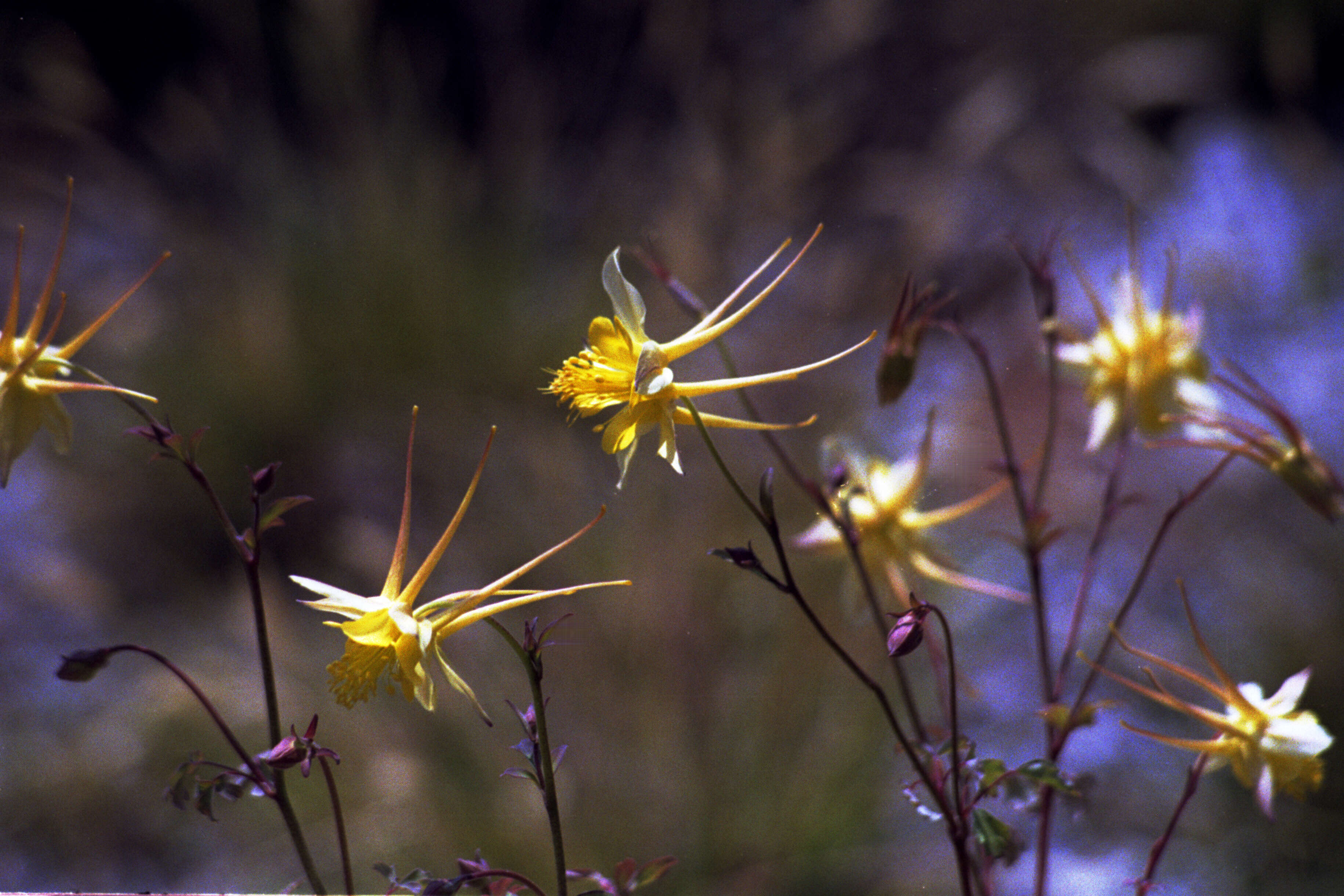 Image of columbine