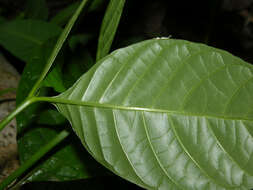 صورة Palicourea acuminata (Benth.) Borhidi