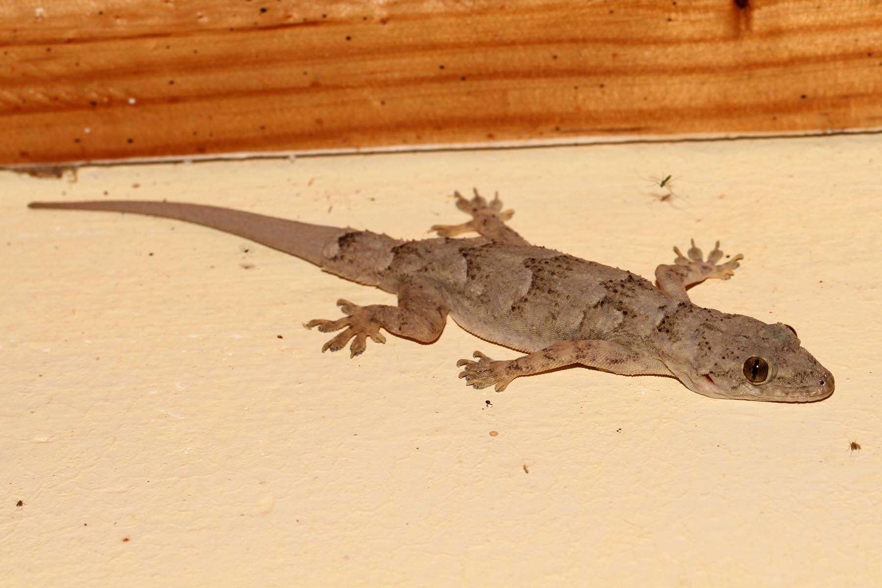 Image of Elba Gecko