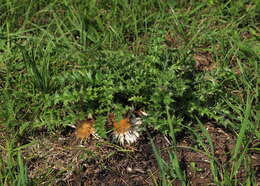 Image of carline thistle