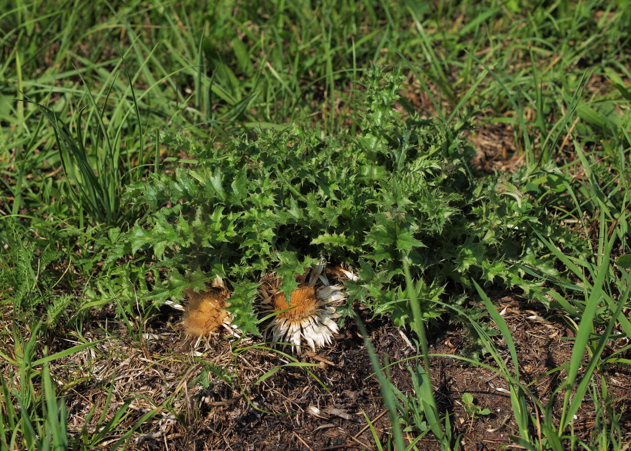 Image of Carlina acaulis L.