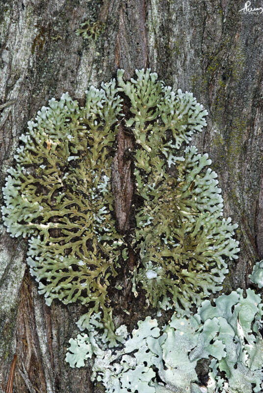 Image of frosted lichen