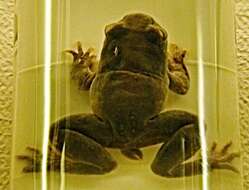 Image of tailed frogs