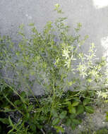 Image of slimflower scurfpea