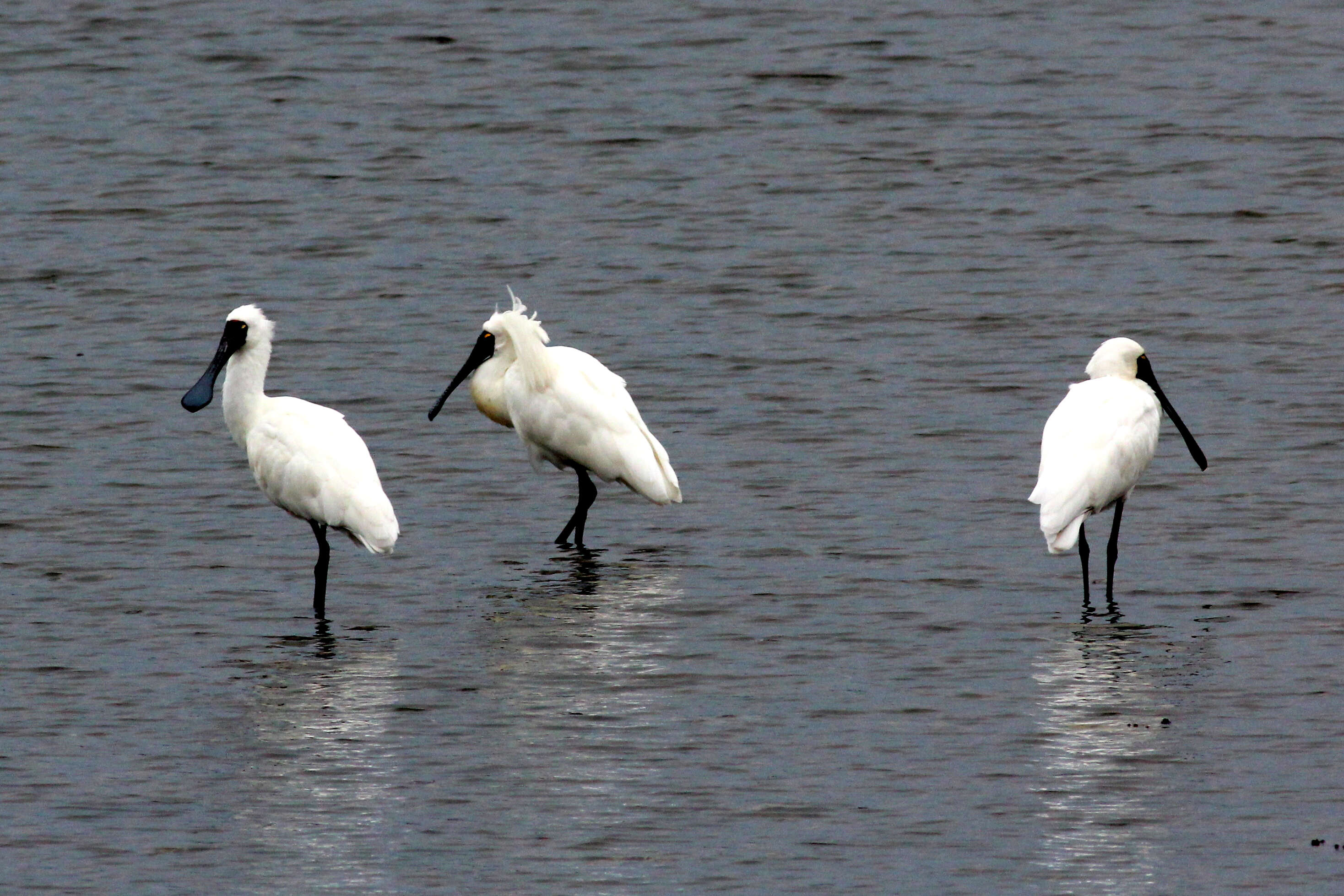 Image of ibises and spoonbills