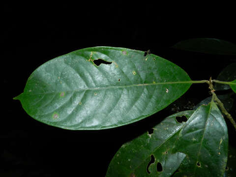 Image of Pleurothyrium golfodulcense W. Burger & N. Zamora