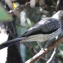Image of Western Grey Plantain-eater