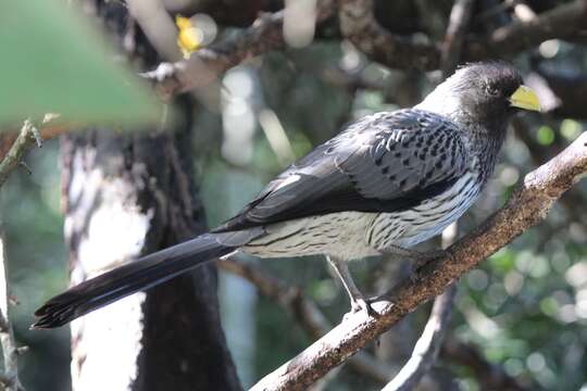 Image of Western Grey Plantain-eater