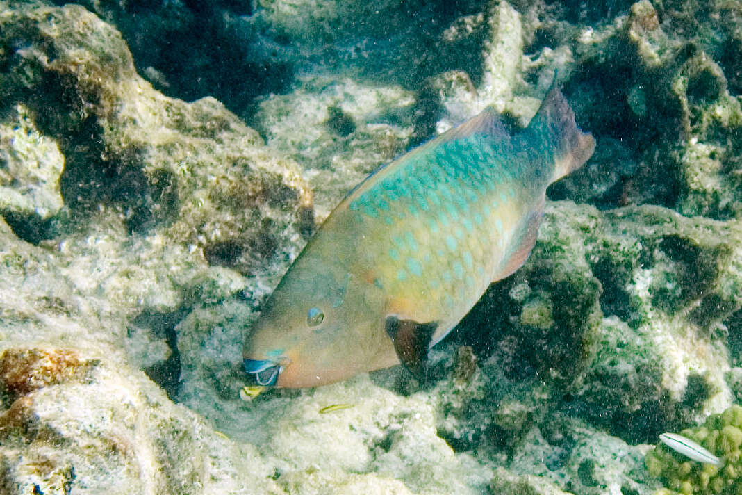 rainbow parrotfish habitat