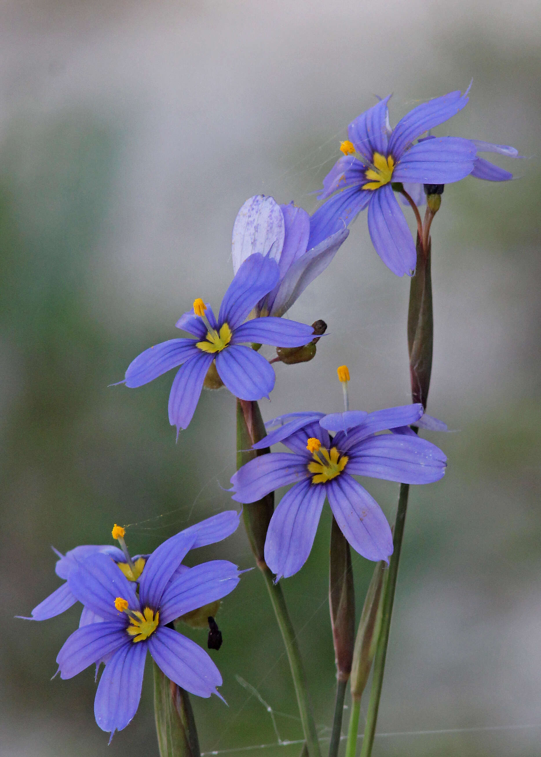 Image of Blue-eyed grass