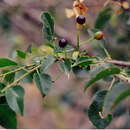 Image of Mahaleb cherry