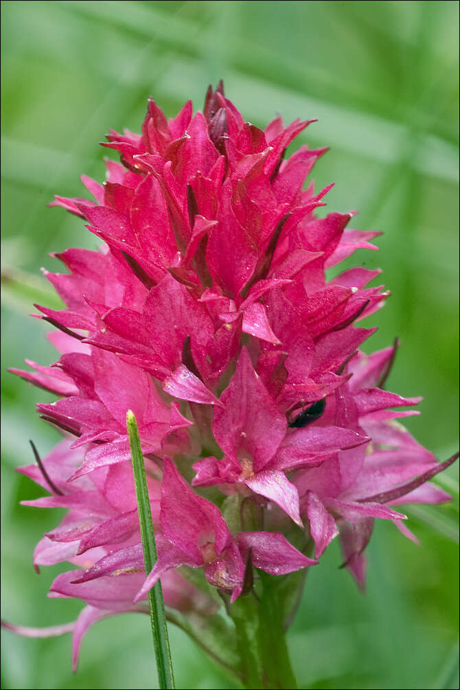 Image of Gymnadenia miniata (Crantz) Hayek