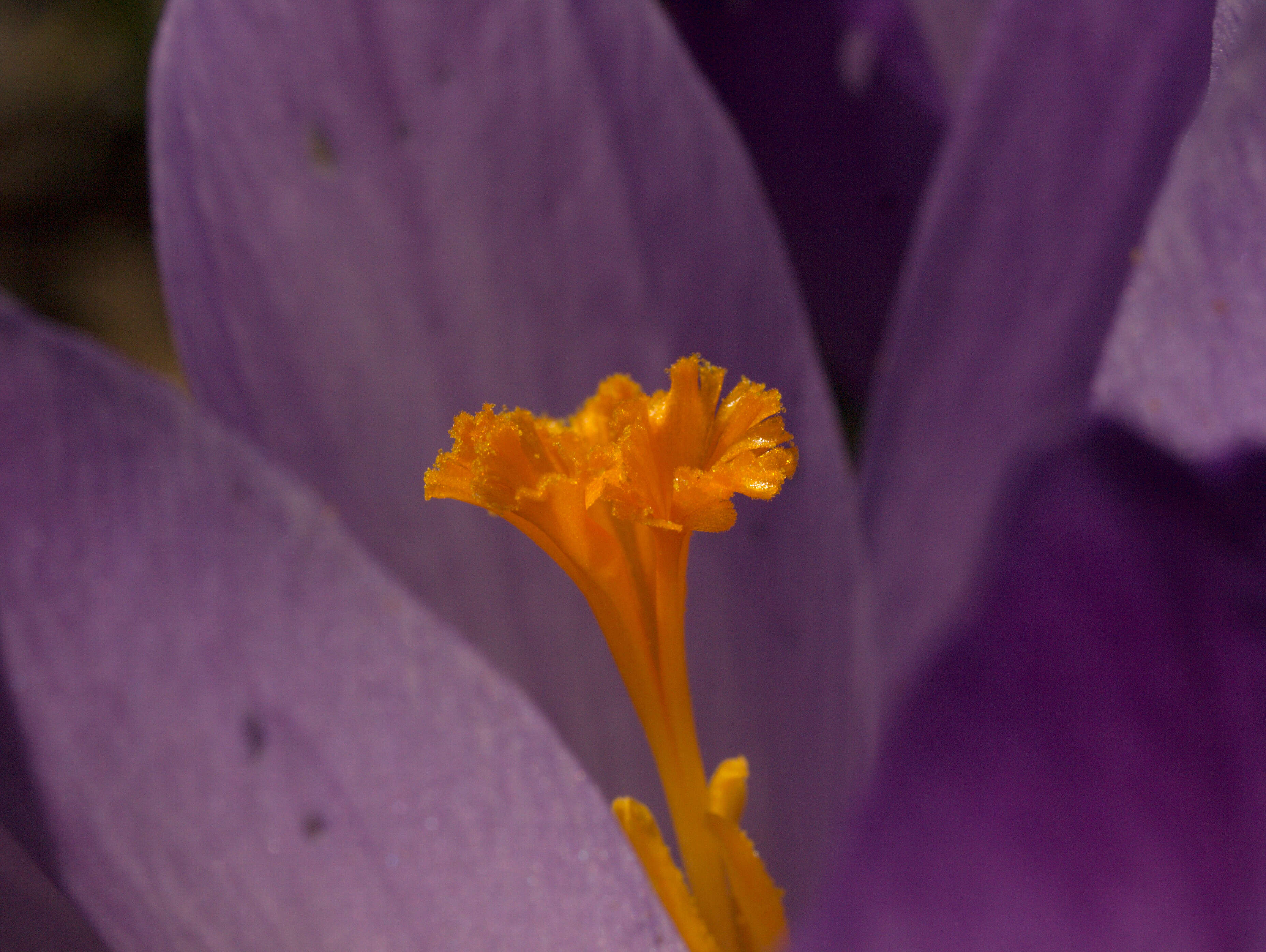 Image of crocus