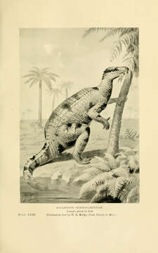 Image of Iguanodontidae