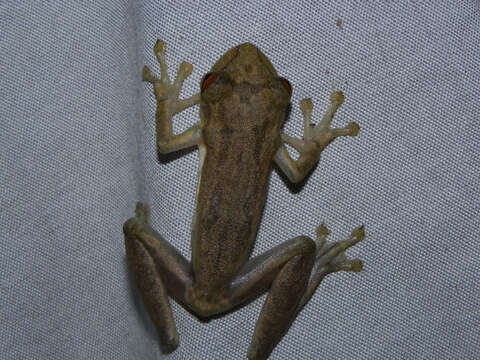 Image of Snouted Treefrogs