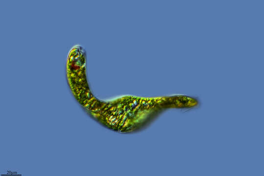 Image of Euglena ehrenbergii Klebs 1883