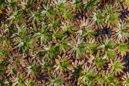 Image of Plantago glacialis B. G. Briggs, Carolin & Pulley