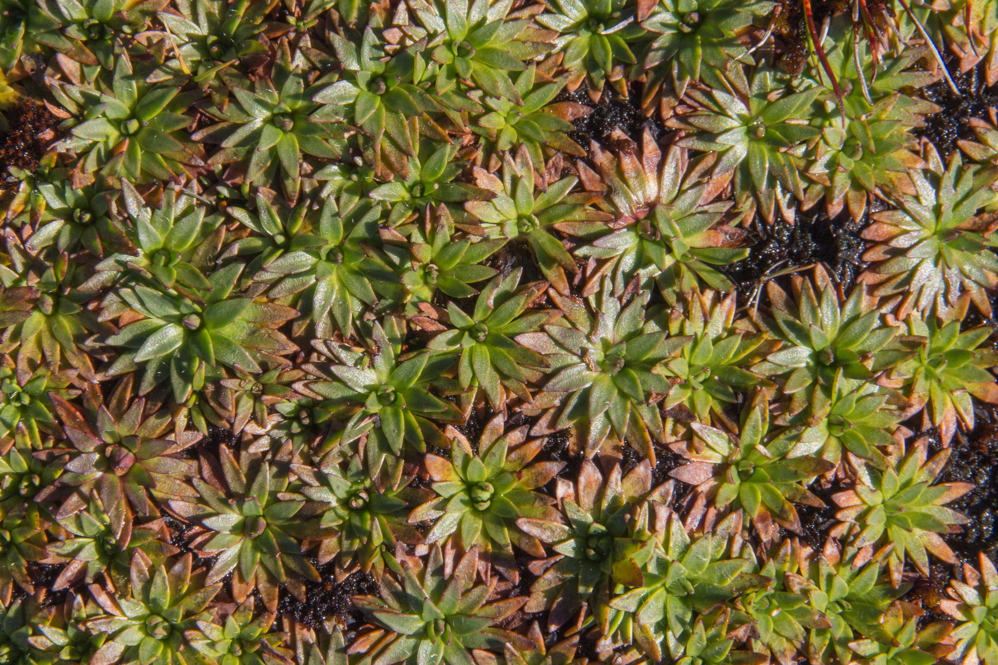 Plantago glacialis B. G. Briggs, Carolin & Pulley resmi