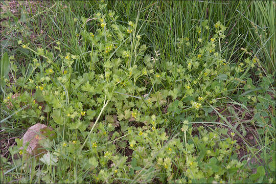 Image of spinyfruit buttercup