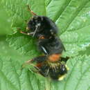 Image of Red tailed bumblebee