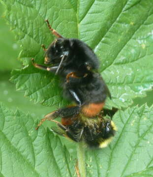 Image of Bumblebees