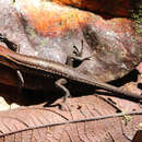 Image of Northern Red-throated Skink