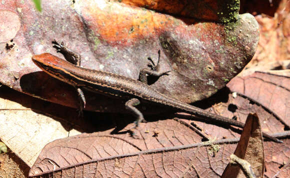 Image of Northern Red-throated Skink