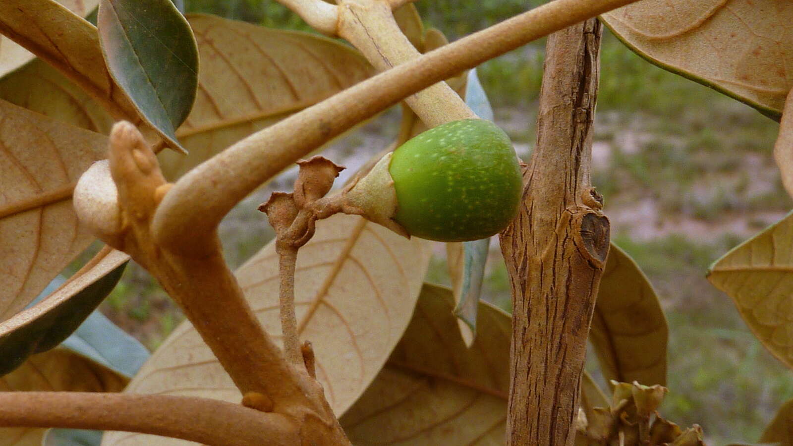 Sivun Vitex hypoleuca Schauer kuva