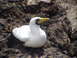 Image of Masked Booby