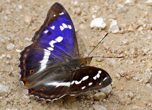 Imagem de Apatura iris Linnaeus 1758