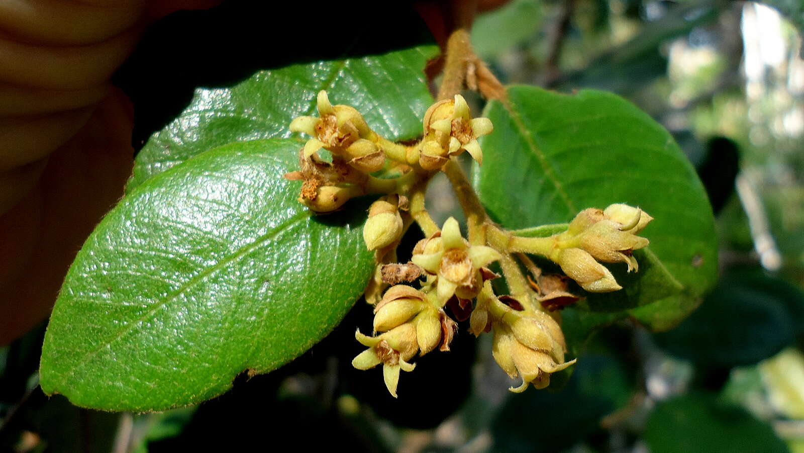 Parinari littoralis Prance resmi