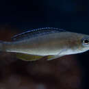 Image of Cyprichromis Leptosoma