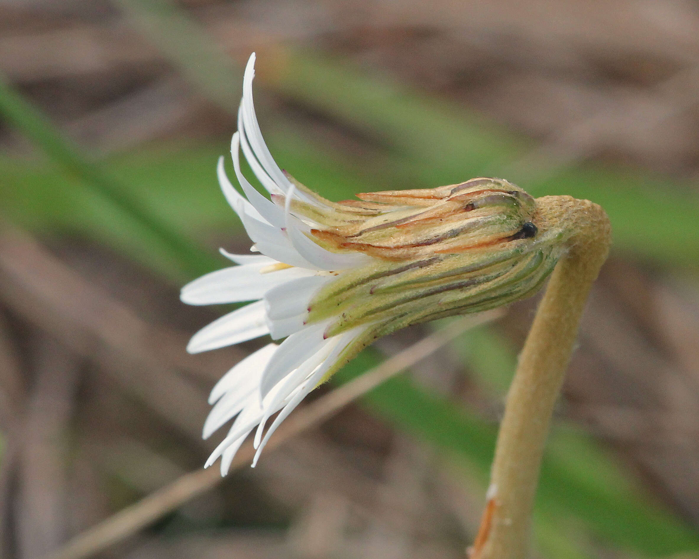 Image of sunbonnetts