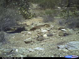 Image of Harris's Antelope Squirrel