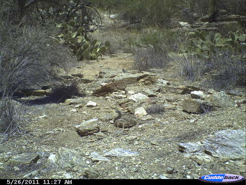 Image of Harris's Antelope Squirrel