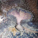 Image of merten's carpet anemone