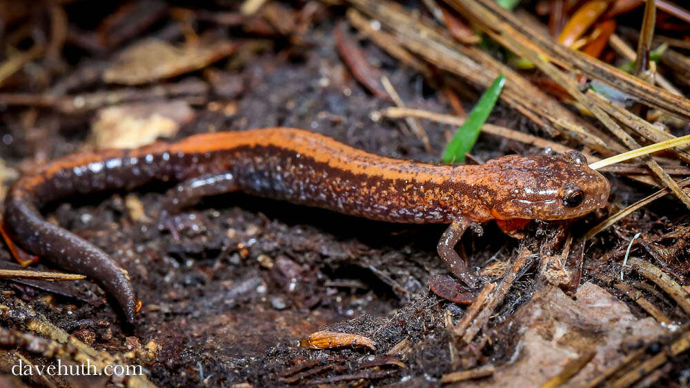 Image of Woodland salamander