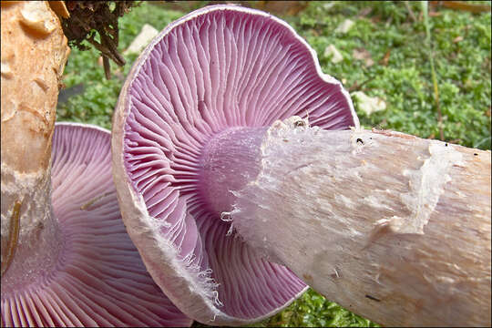 Image of Cortinarius camphoratus (Fr.) Fr. 1838