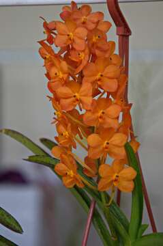 Image of Rust-red Vanda