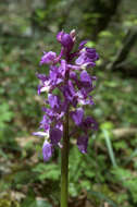 Image of Man Orchids