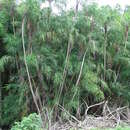 Image of Mangrove Date Palm