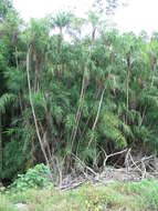 Image of Mangrove Date Palm