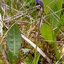 Слика од Pinguicula vulgaris L.