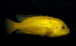 Imagem de Labidochromis